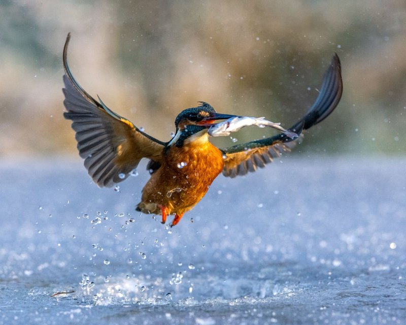 Image: Catch Thrilling Moments with the Ice Fishing Game in the UK