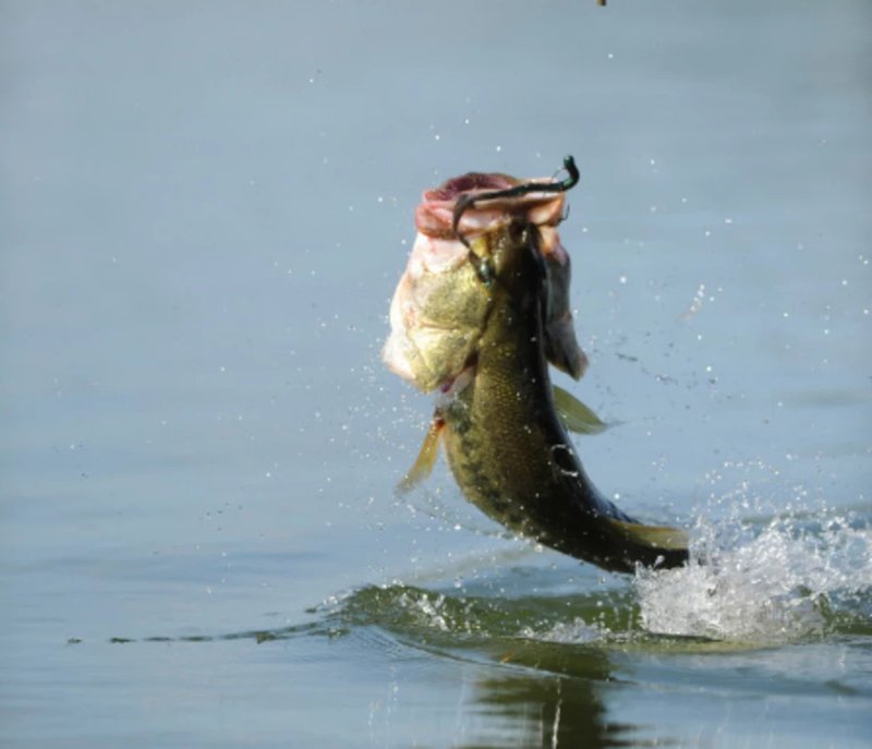 Big bass splash, big bass splash demo